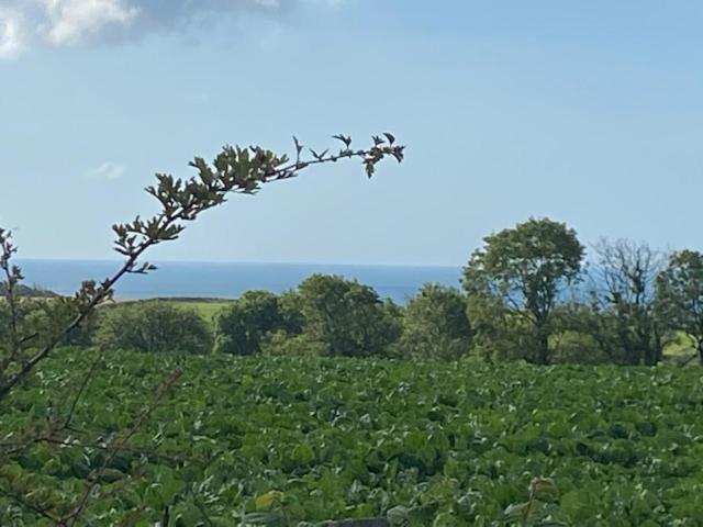 Elidyr Cottage - 3 Bedroom Cottage - Amroth Eksteriør billede